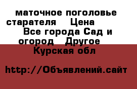 маточное поголовье старателя  › Цена ­ 3 700 - Все города Сад и огород » Другое   . Курская обл.